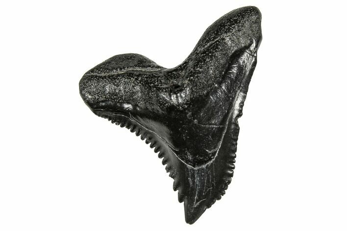 Snaggletooth Shark (Hemipristis) Tooth - South Carolina #359087